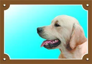 Farbschild Achtung Hund, Golden Retriever
